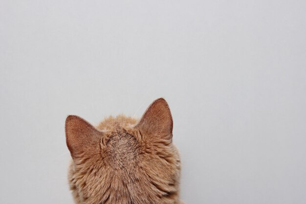 Premium Photo | The back of the red cat's head, close-up view of the ...