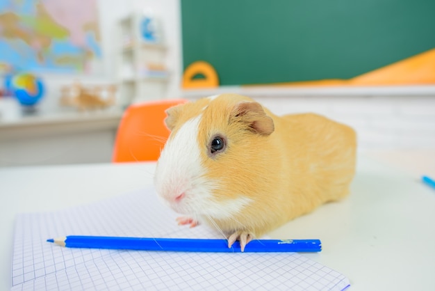 Premium Photo | Back to school zoology school concept guinea pig nature ...