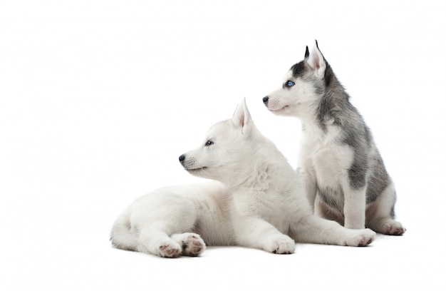 Free Photo Back View Of Funny Siberian Husky Puppies Sitting On Floor Against White Interesting Looking Away Waiting For Food Two Carried Dogs Like Wolf With Gray And White Color Of