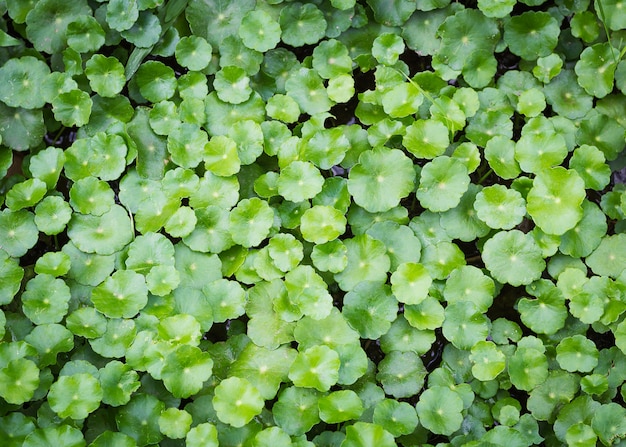 Premium Photo | Background of asiatic pennywort, centella asiatica ...