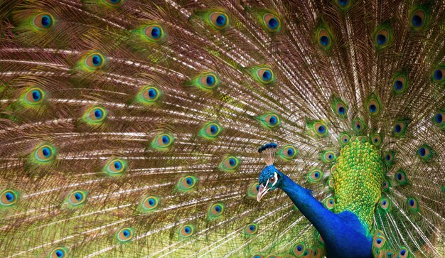 Premium Photo | Background, beautiful peacock tail. nature and backgrounds.