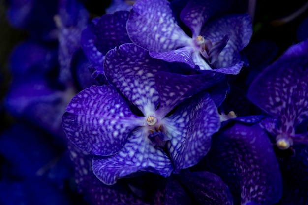 Premium Photo | Background of dark blue orchids vanda coerulea, blue ...