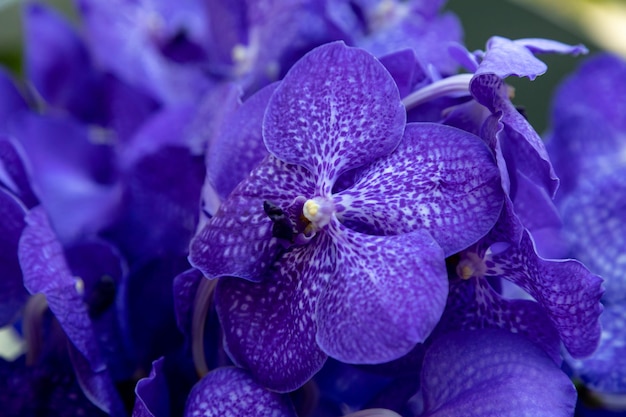 Premium Photo | Background of dark blue orchids vanda coerulea, blue ...