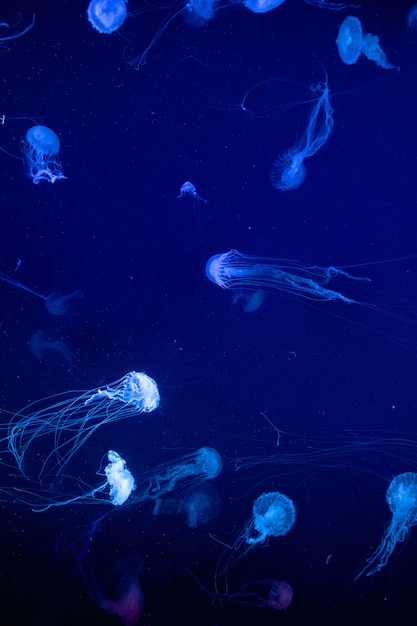Premium Photo Background Of A Glowing Color Jellyfish Slowly Floating In The Dark Blue Aquarium Water