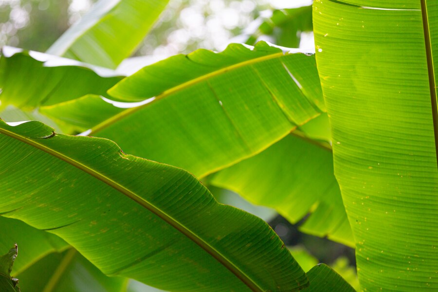 Free Photo | Background of green banana leaves, forest.