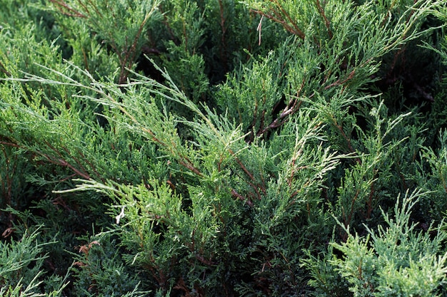 Premium Photo | Background green horizontal decorative juniper