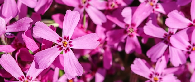 ピンクの花の背景phloxsubulata忍び寄るモスピンクまたは春の山のフロックス プレミアム写真