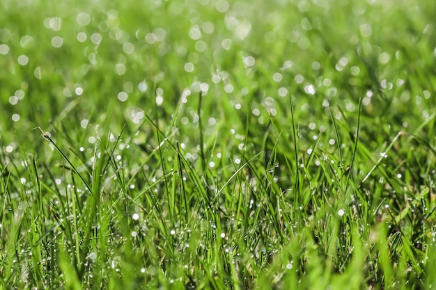 Premium Photo | Background pattern of green grass with rain drops bokeh ...