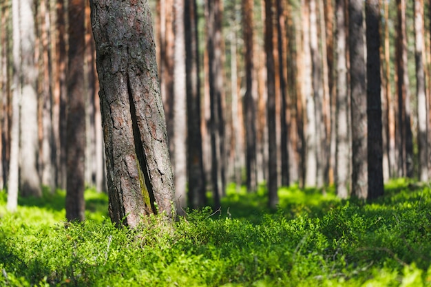 Premium Photo Background pine forest with green lush 