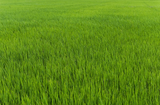 Premium Photo | Background of rice plant in rice field