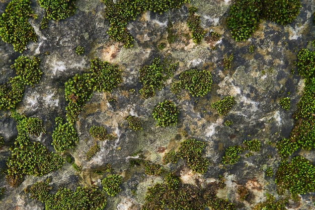 Premium Photo | Background, Texture - Spots Of Green Moss On A Natural ...