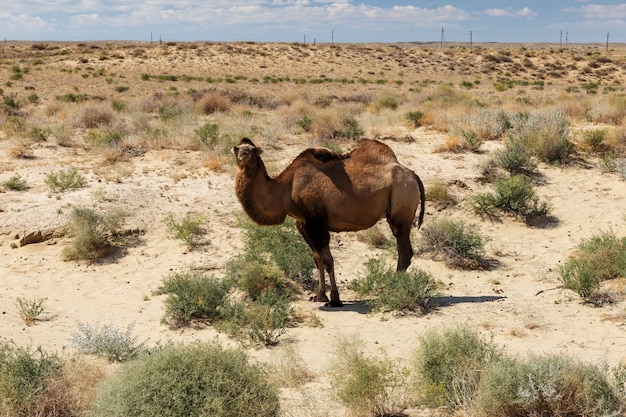 Premium Photo | Bactrian camel in the desert