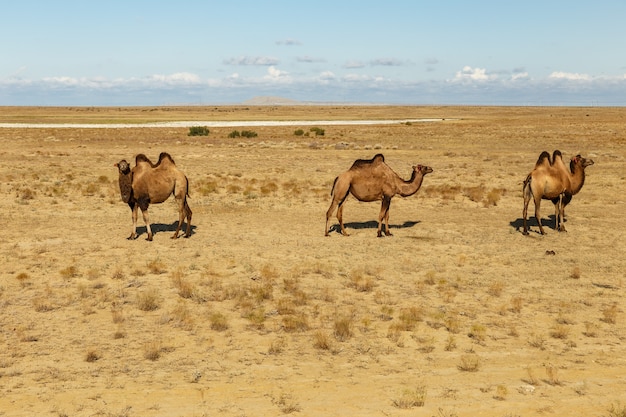 Premium Photo | Bactrian camels in the steppes of kazakhstan aral ...