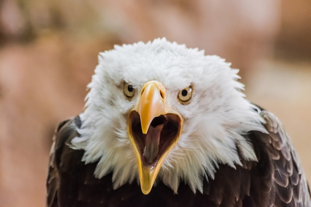 Premium Photo | Bald eagle (haliaeetus leucocephalus) with open beak ...