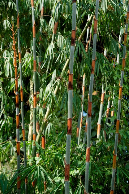 Premium Photo Bamboo Forest Chiang Dao Chiang Mai Province Thailand