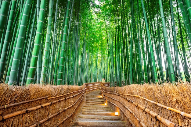 Premium Photo Bamboo Forest In Kyoto Japan