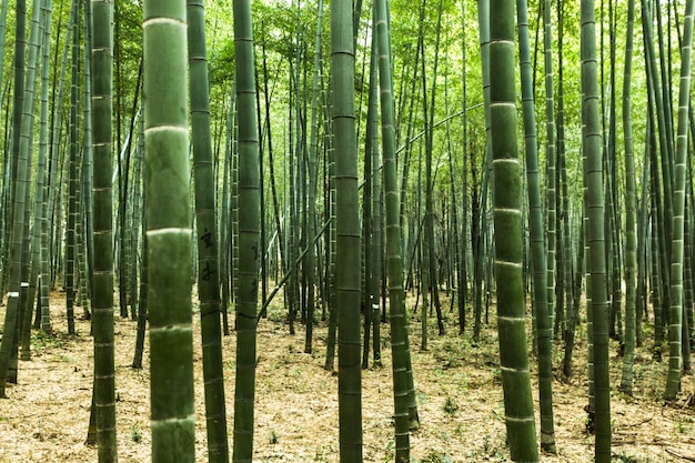 Free Photo | Bamboo forest