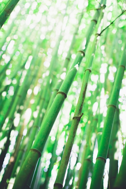 Grove bamboo forest escape прохождение