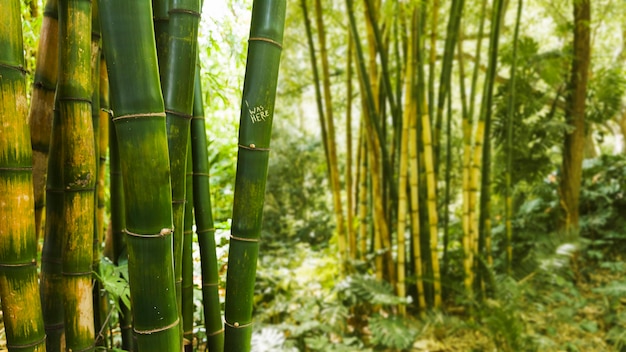 Bamboo in rainforest Photo | Free Download