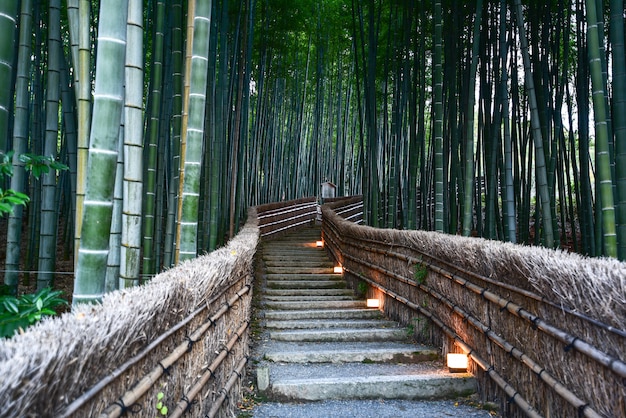 Bamboo woodland at adashino nenbutsu-ji temple, kyoto japan | Premium Photo