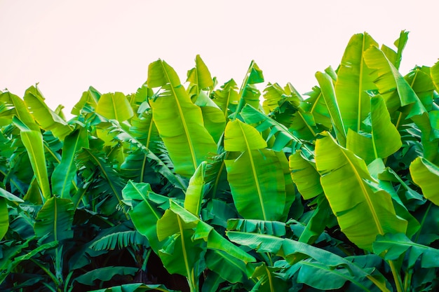 Premium Photo | Banana field in india