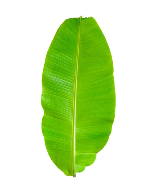 Premium Photo | Banana leaf isolated on white background