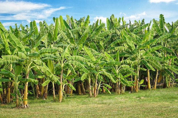 Premium Photo | Banana tree plantation with green fields in garden and ...