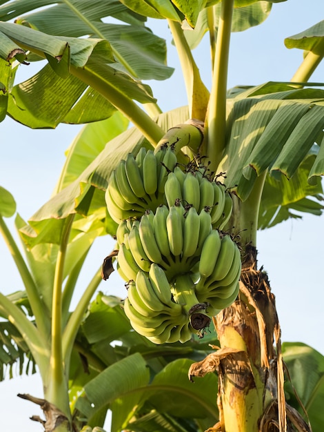 Premium Photo | Bananas are an economic crop grown around the world