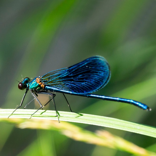 Premium Photo | The banded demoiselle calopteryx splendens is a species ...