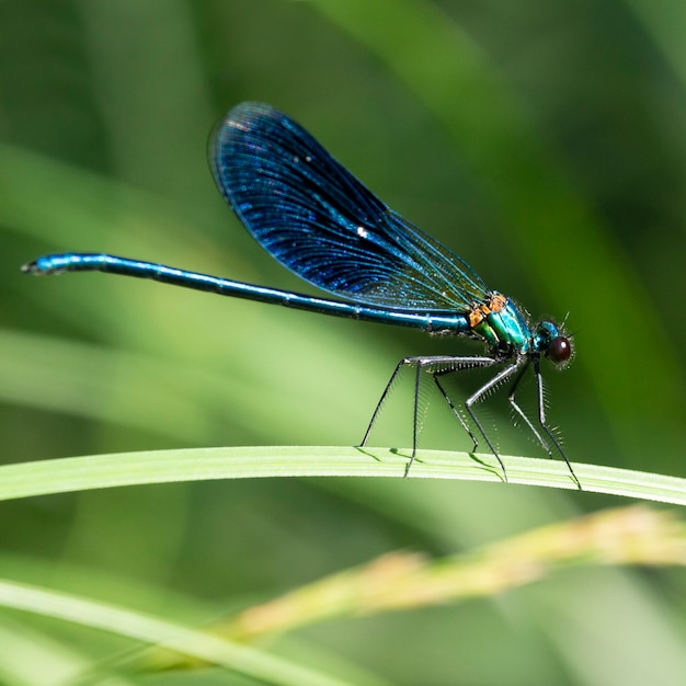 Premium Photo | The banded demoiselle calopteryx splendens is a species ...