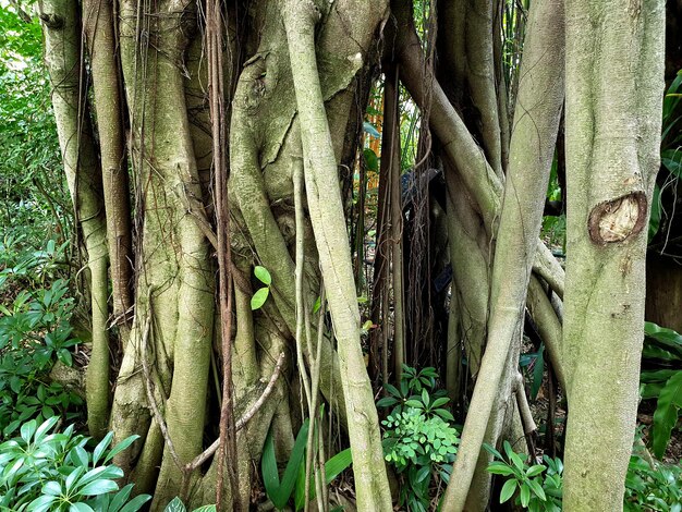 Premium Photo | Banyan tree trunk in the garden