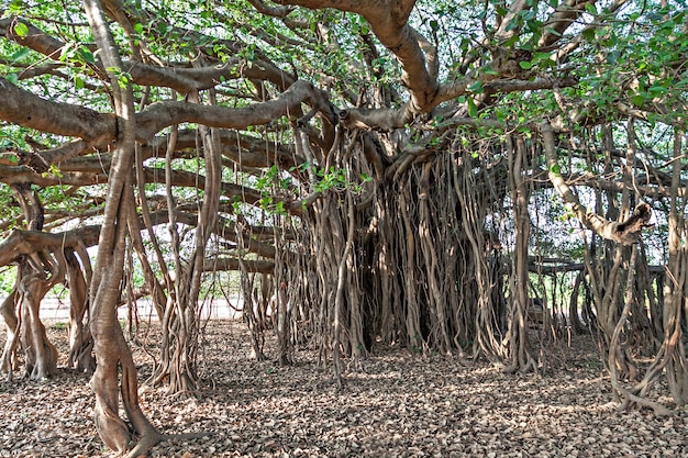 Banyan tree Premium Photo