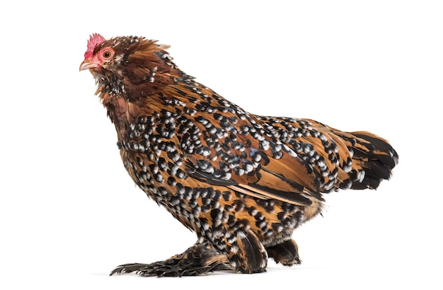 Premium Photo | The barbu d'uccle or belgian d'uccle hen, standing ...