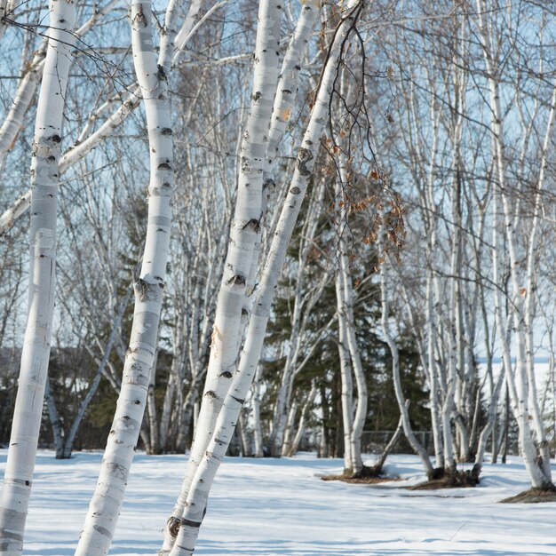 Bare Trees On A Snow Covered Landscape Riverton Hecla Grindstone