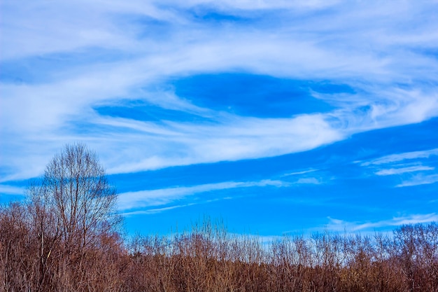 Premium Photo | Bare treetops of the forest against the blue sky.