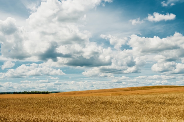 Premium Photo | Barley yellow field