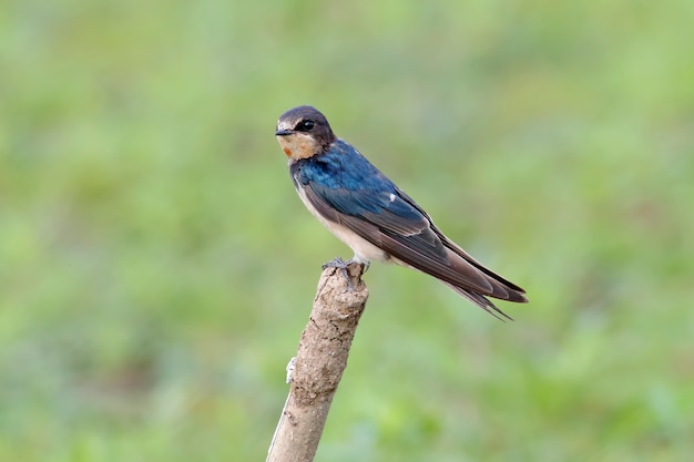 Premium Photo | Barn swallow hirundo rustica beautiful birds of thailand