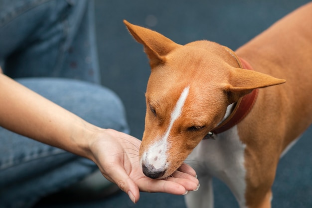 餌を与えられているバセンジー犬 プレミアム写真