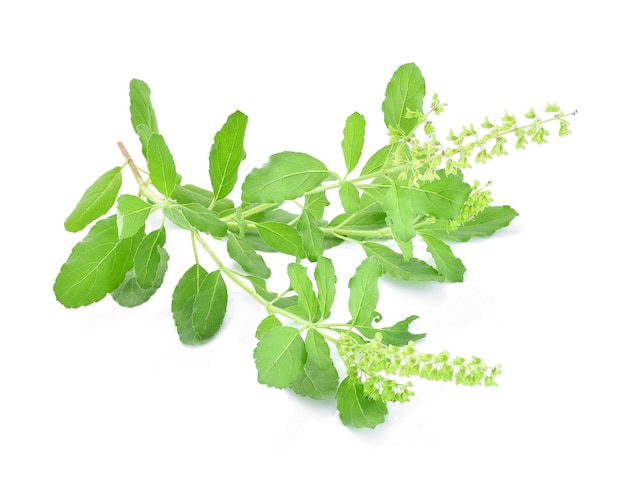 Basil flower, stalk and leaves isolated on a white Premium Photo