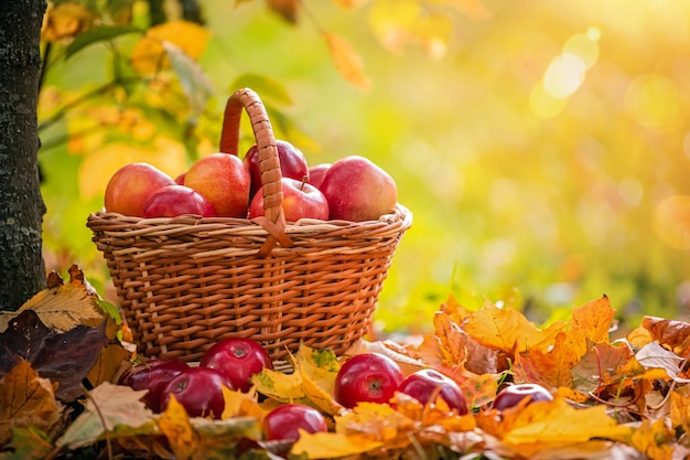 Premium Photo | Basket of red apples stands under a tree