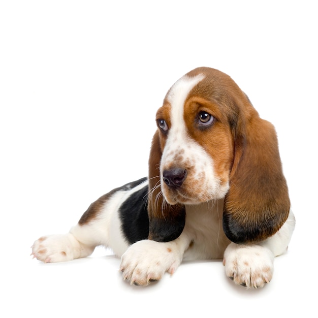 Premium Basset hound puppy - dog portrait isolated