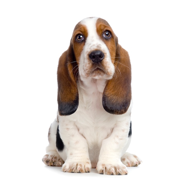 Fantastisk Forstyrrelse sammentrækning Premium Photo | Basset hound puppy - hush puppies dog portrait isolated