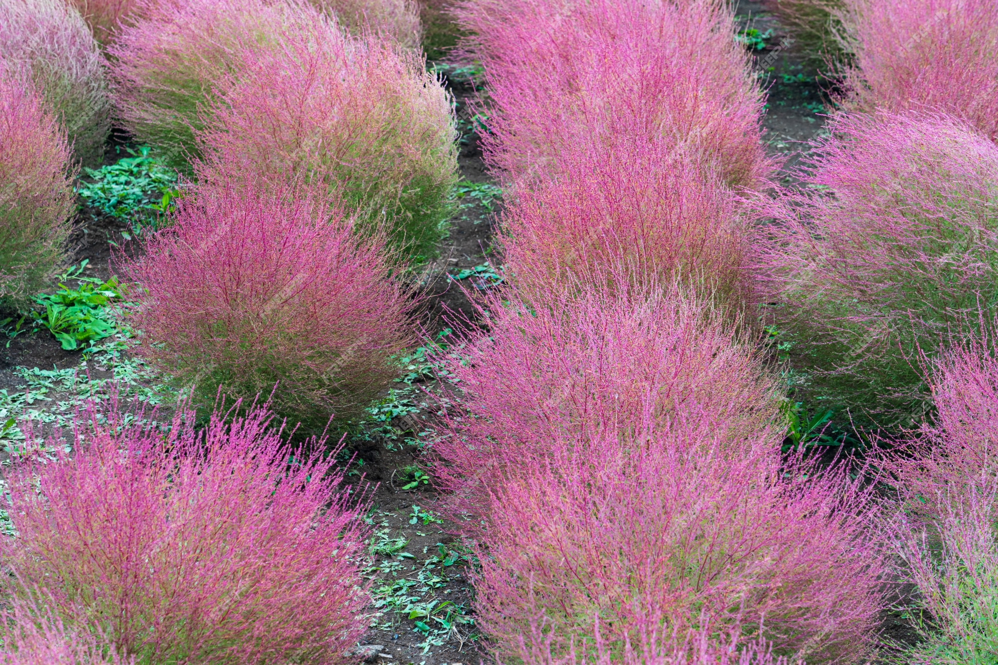 Premium Photo | Bassia scoparia or kochia colorful in autumn located in ...