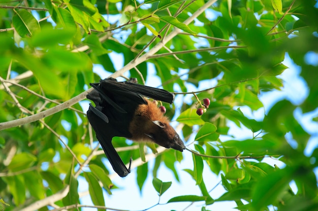 Premium Photo | Bat on tree