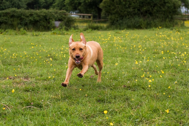 Premium Photo | Batdog