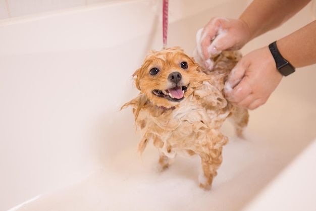 Premium Photo | Bathing A Dog In The Bathroom Under The Shower ...