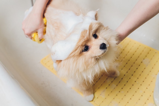 Premium Photo Bathing The Dog In The Pomeranian Dog Hairdresser