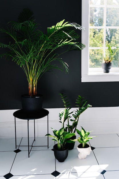 屋内植物のある浴室のインテリア プレミアム写真
