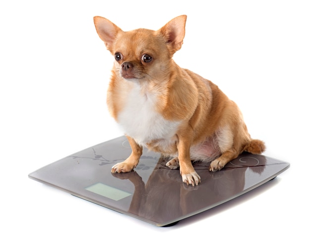 体重計と太った犬 プレミアム写真