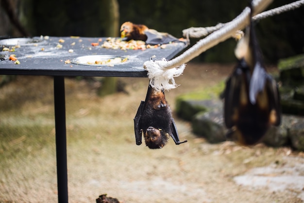 コウモリは動物園の檻にぶら下がっています フィリピンオオコウモリ プレミアム写真